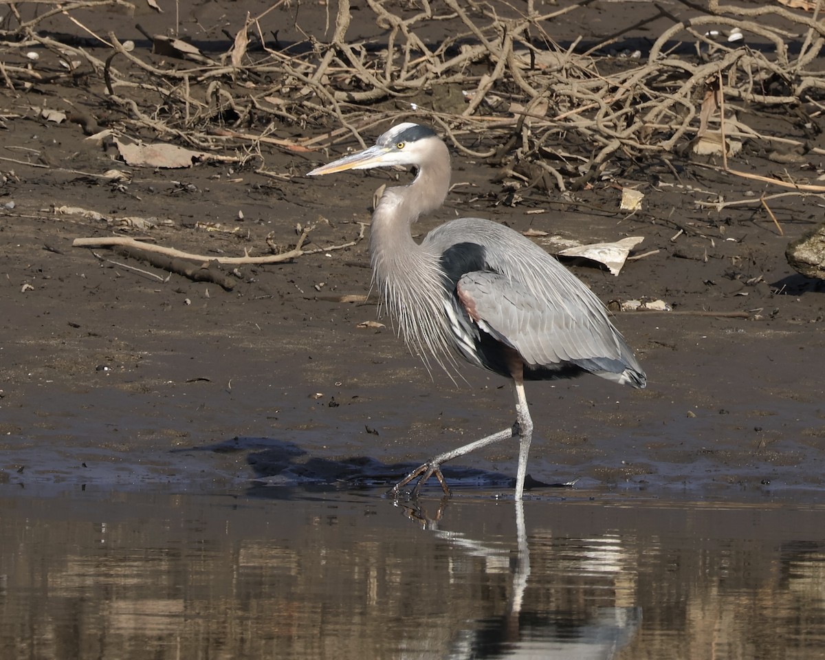 Great Blue Heron - ML647159231
