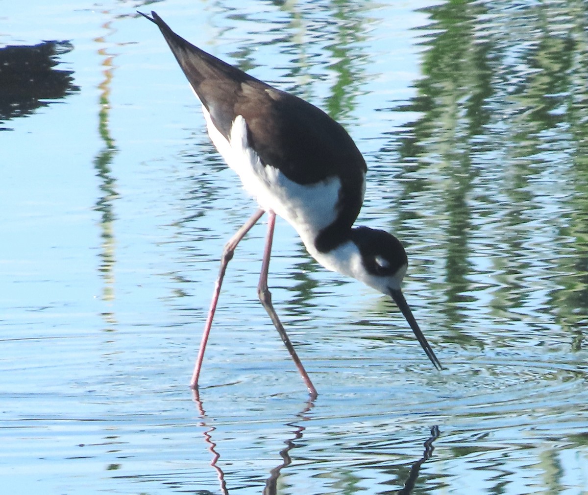 Black-necked Stilt - ML647159232