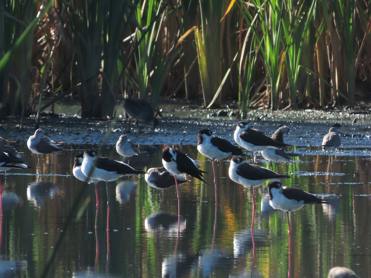 Black-necked Stilt - ML647159234