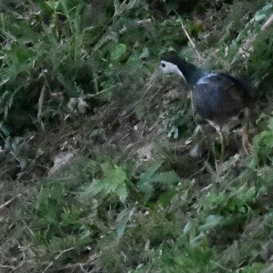 White-breasted Waterhen - ML647159239