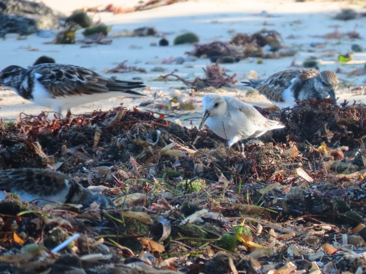 三趾濱鷸 - ML647159244