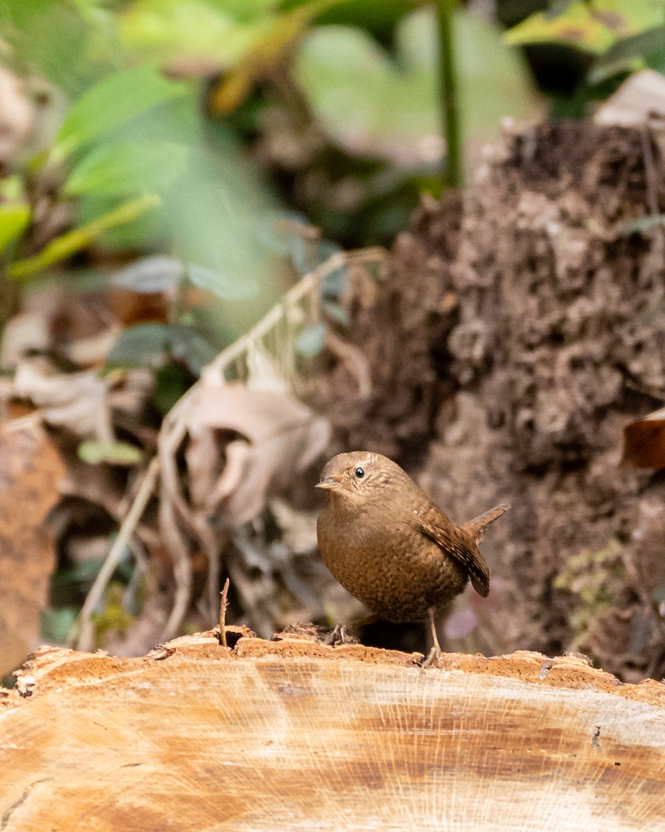 גדרון מובהק - ML647159250