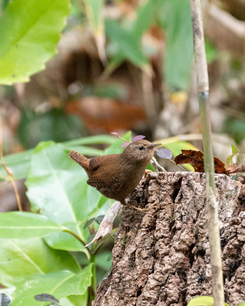 גדרון מובהק - ML647159251