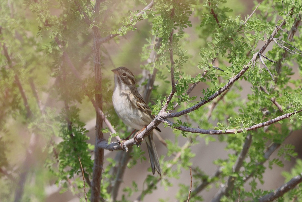 shoshonespurv - ML647159252