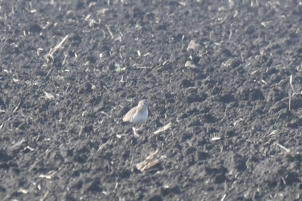 Chorlito Llanero - ML647159253