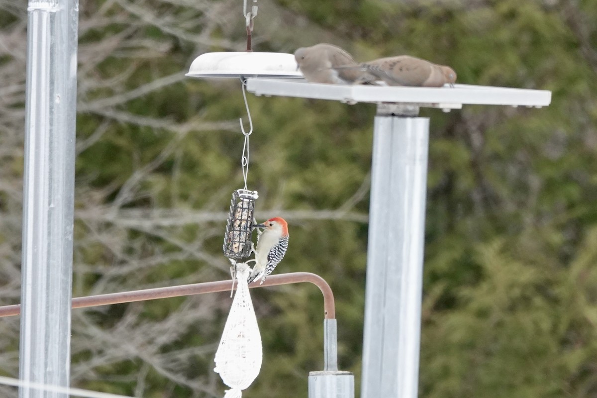 シマセゲラ - ML647159262