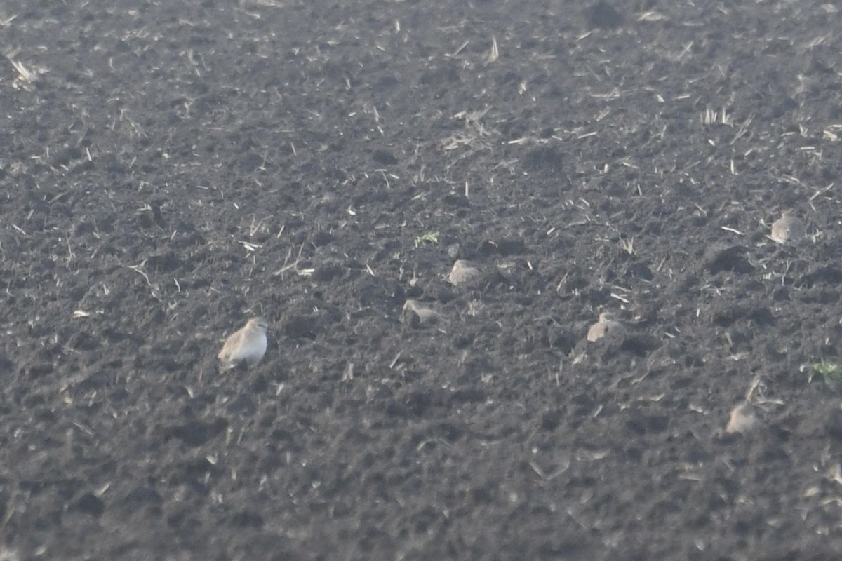 Chorlito Llanero - ML647159265