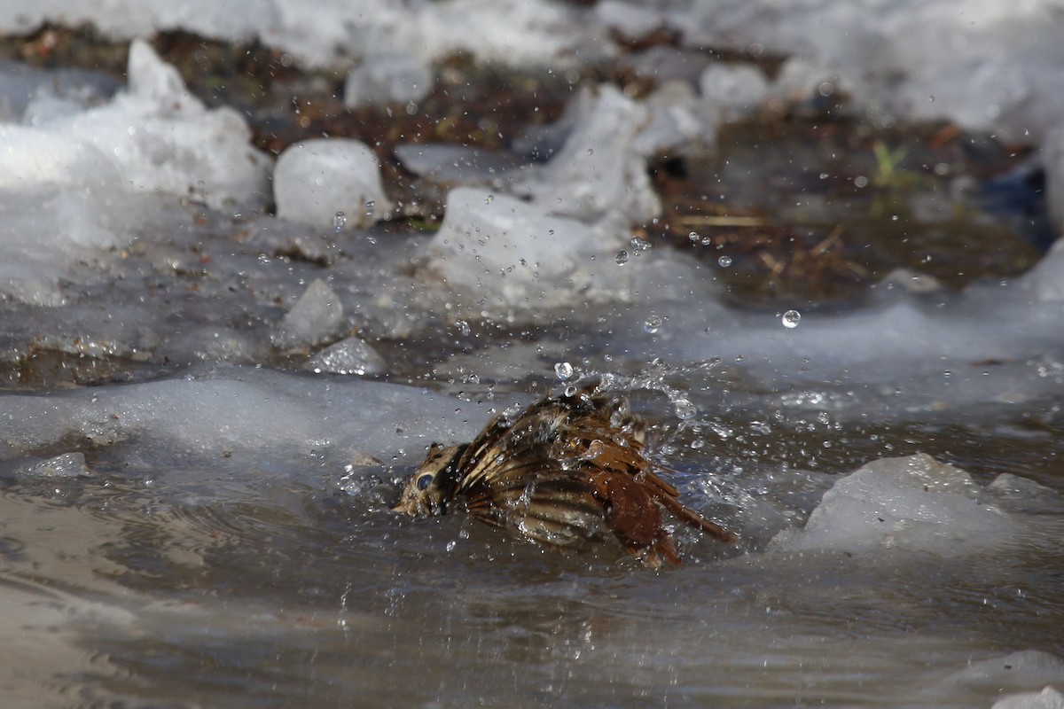 eremittskogtrost - ML647159273