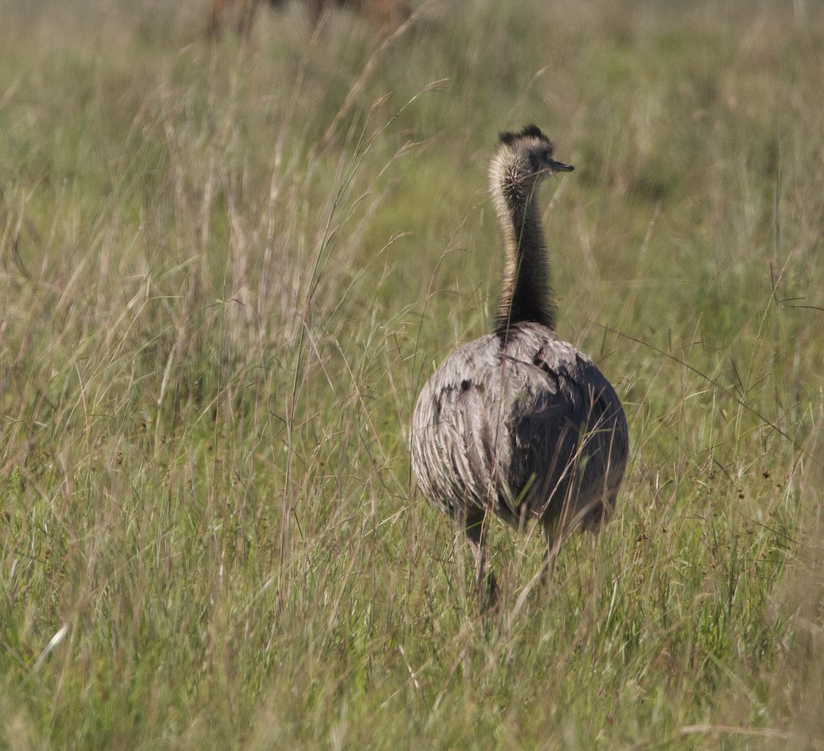 stornandu - ML647159276