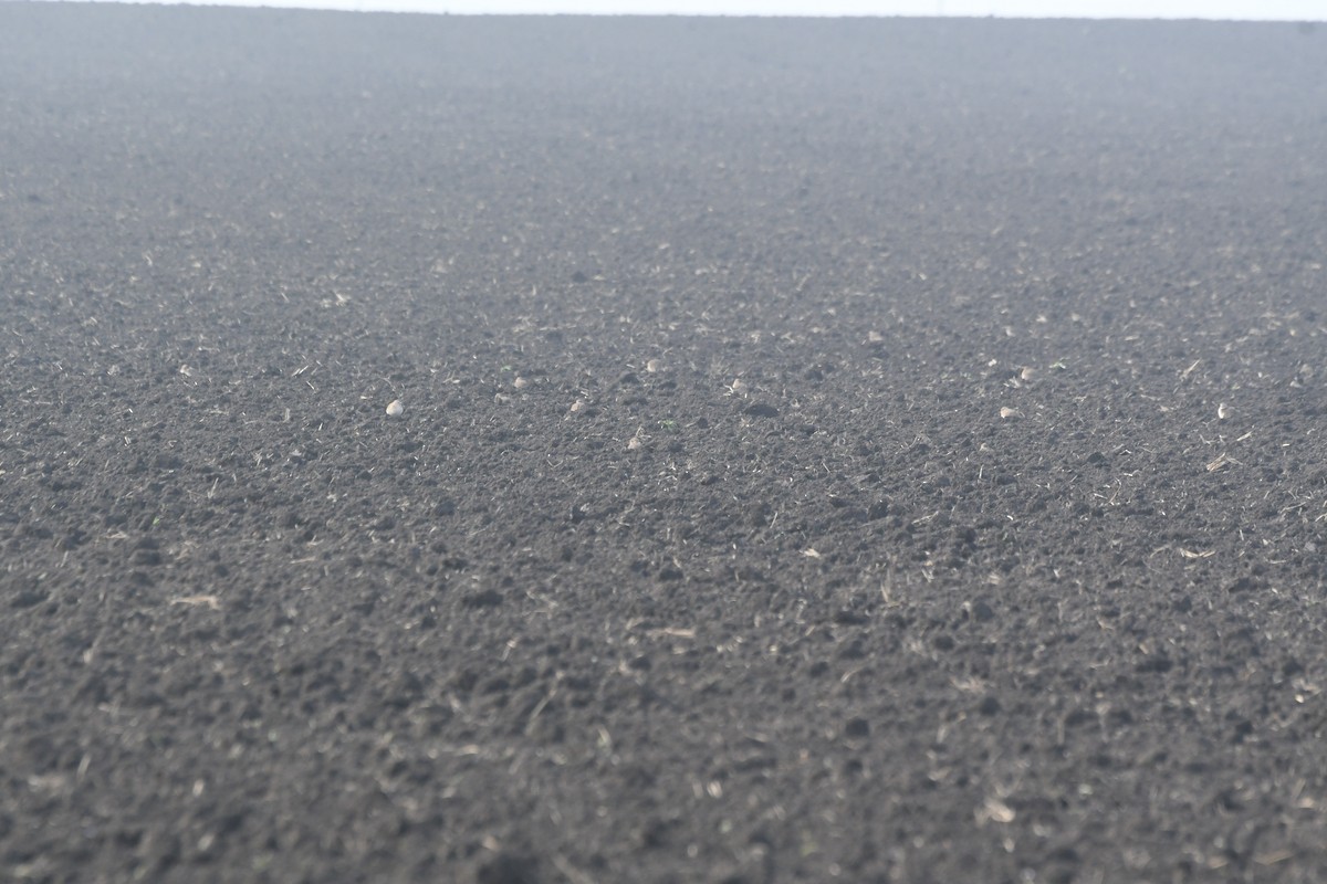 prærielo - ML647159277