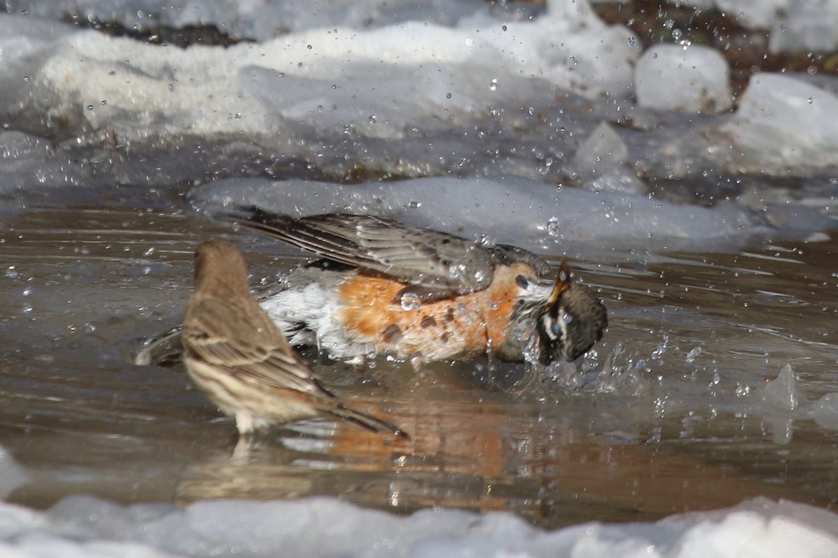 vandretrost - ML647159278