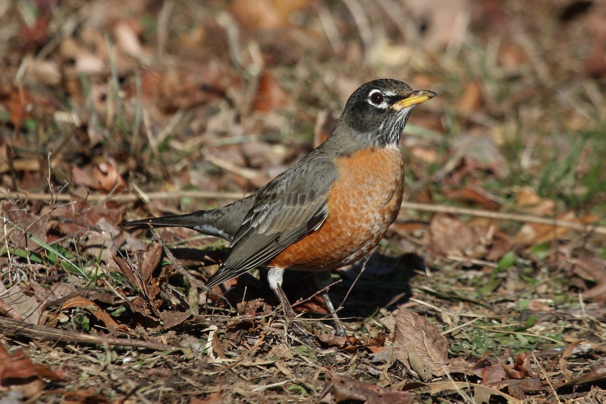 vandretrost - ML647159279