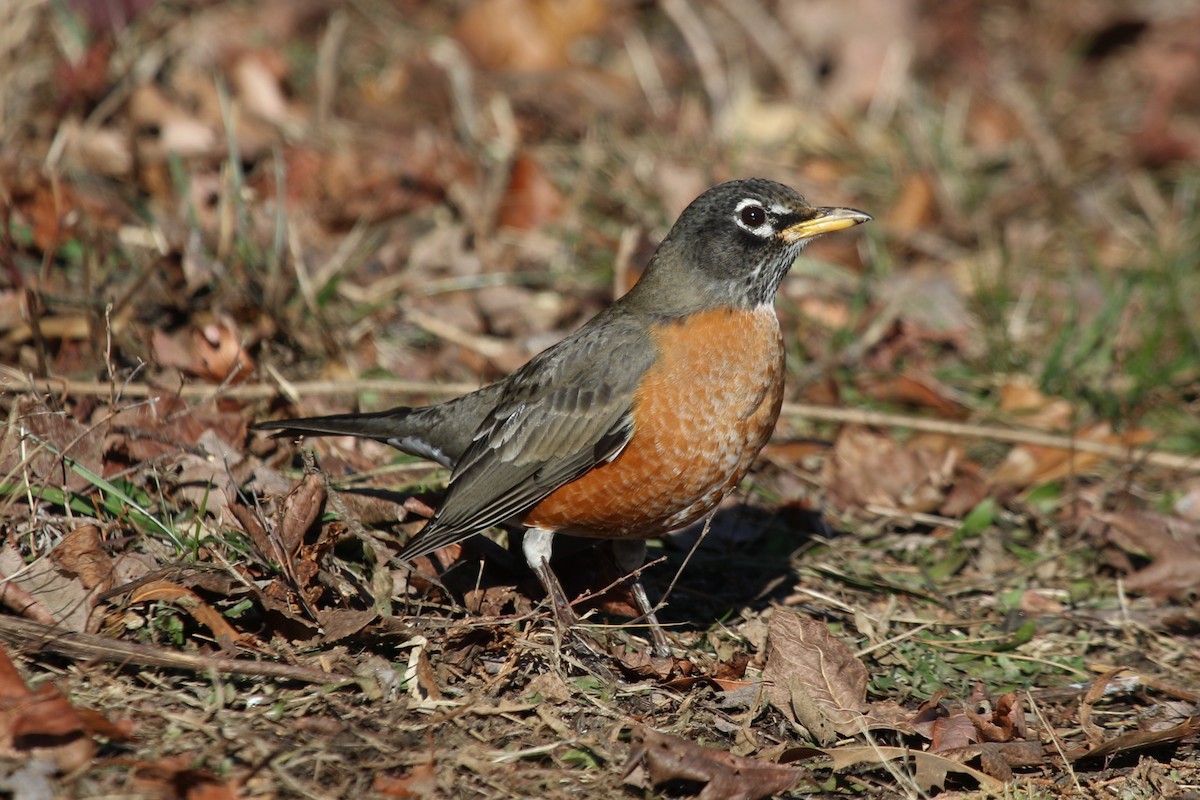 vandretrost - ML647159280