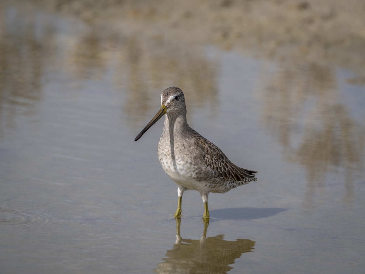 langnebbekkasinsnipe - ML647159282