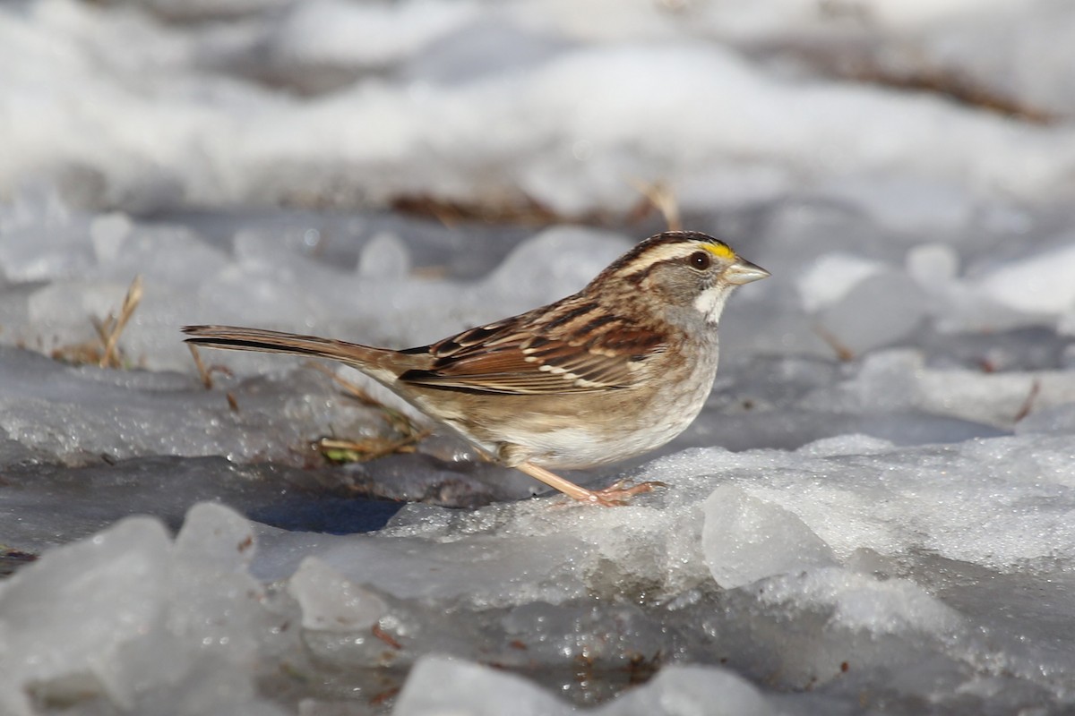 hvitstrupespurv - ML647159283