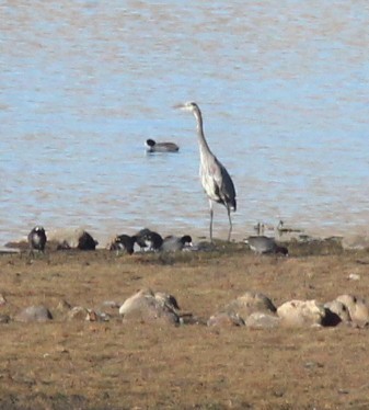 herodiashegre - ML647159284