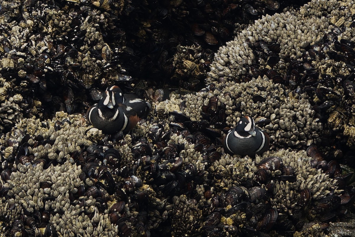 harlekinand - ML647159285