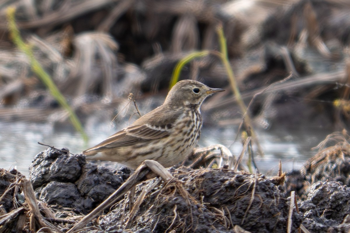 kanadapiplerke - ML647159286