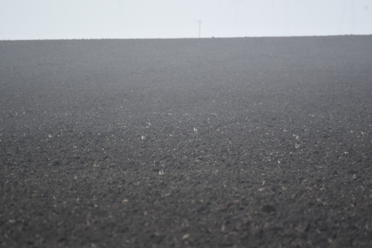 prærielo - ML647159287