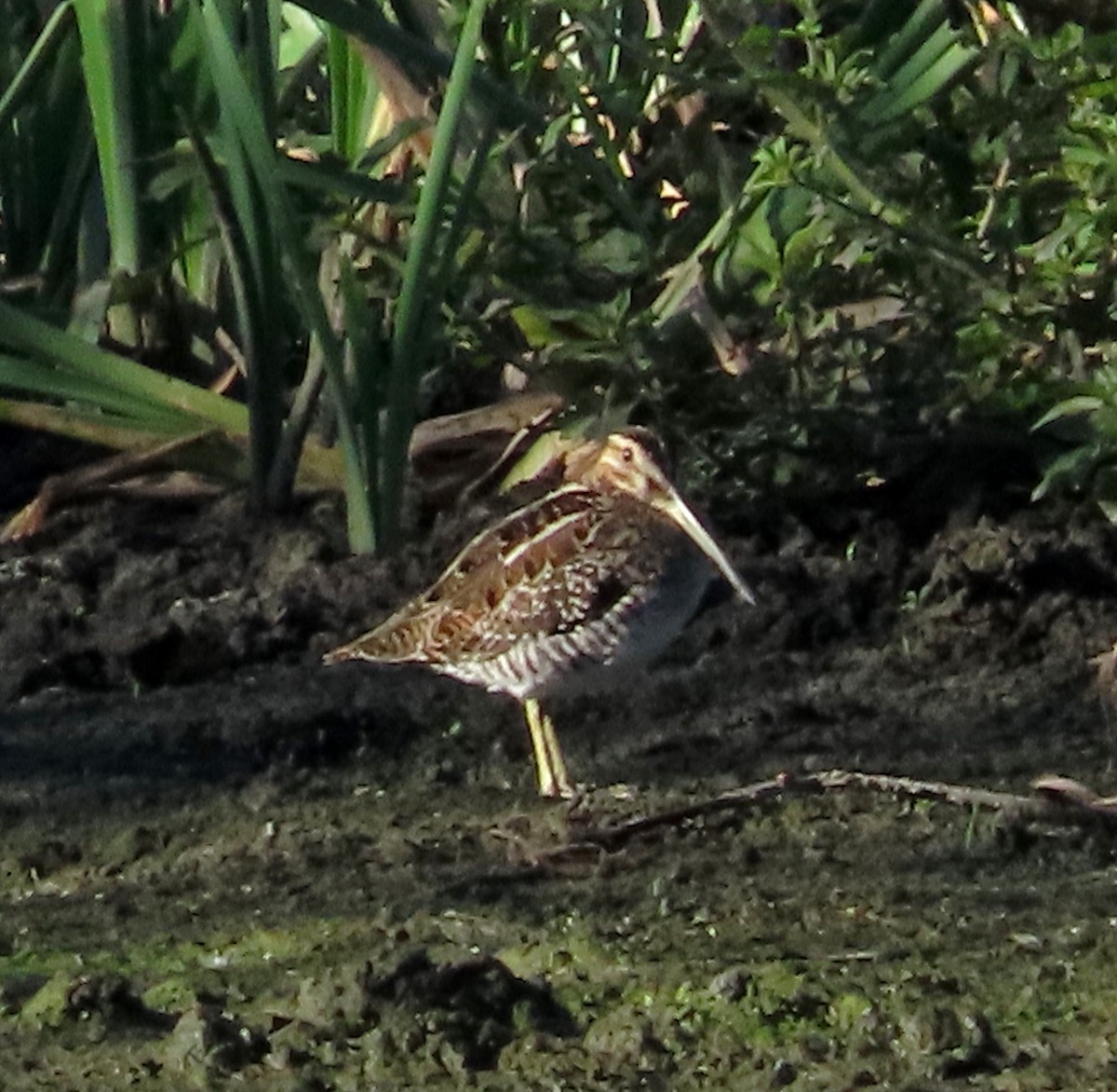 kanadabekkasin - ML647159288