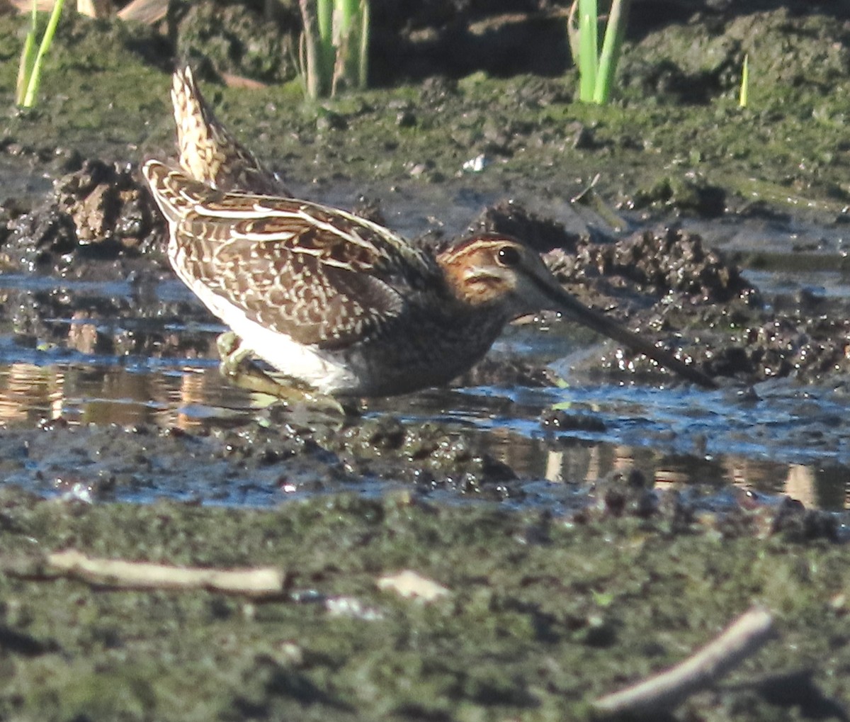 kanadabekkasin - ML647159289