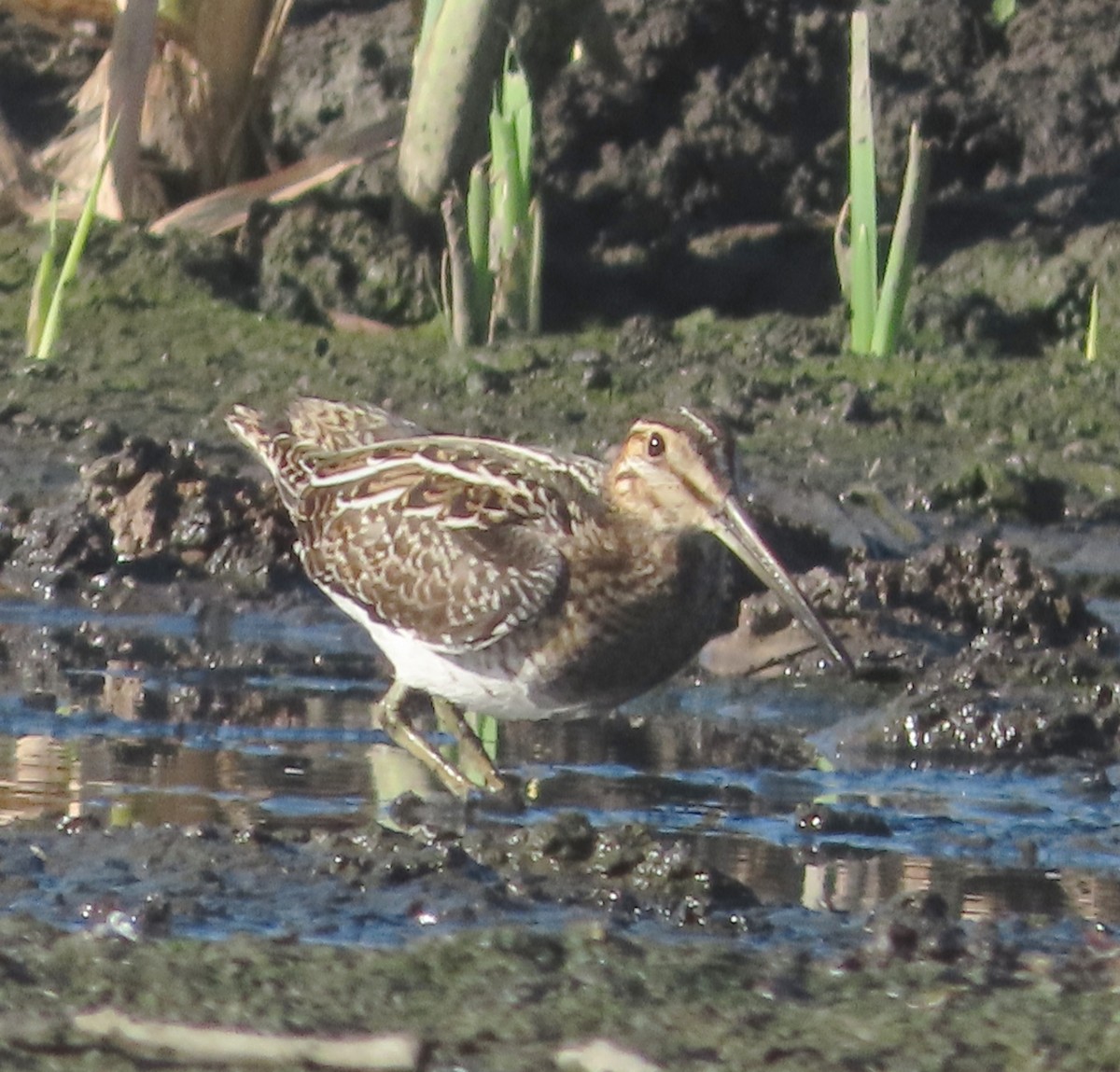 kanadabekkasin - ML647159290