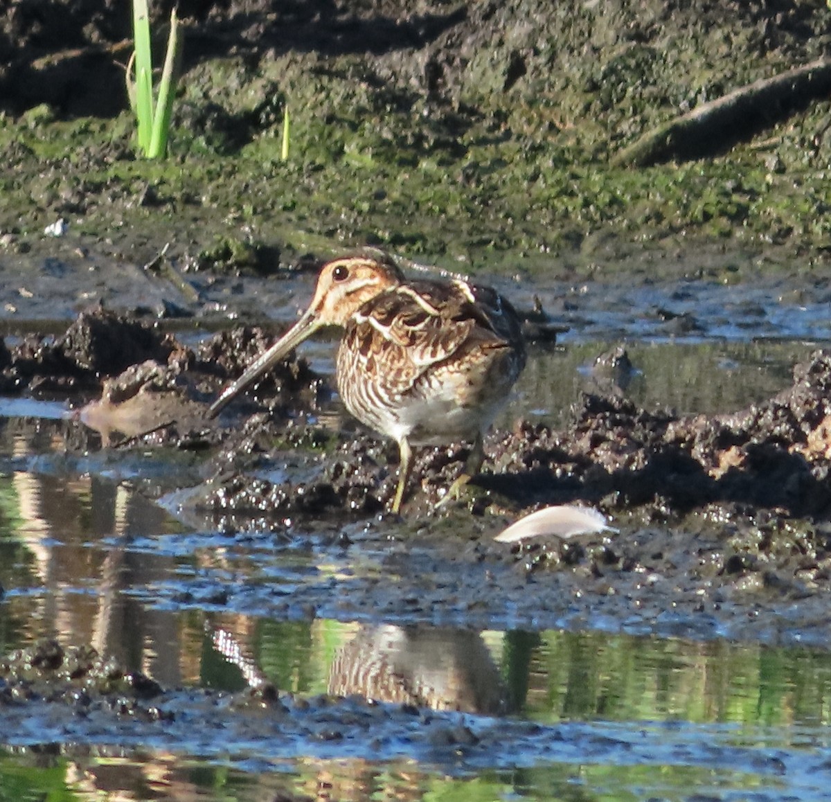 kanadabekkasin - ML647159291