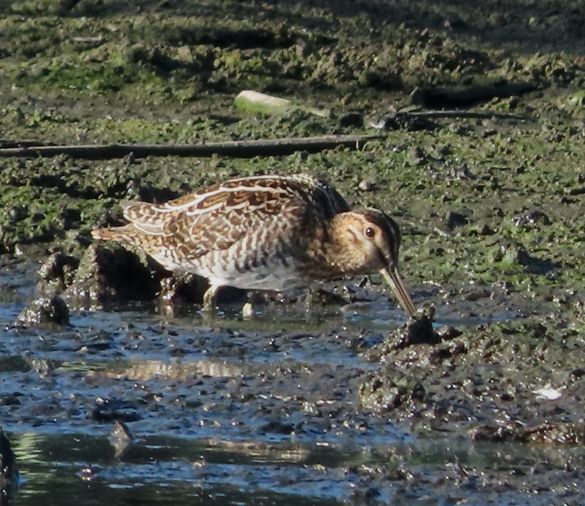 kanadabekkasin - ML647159293