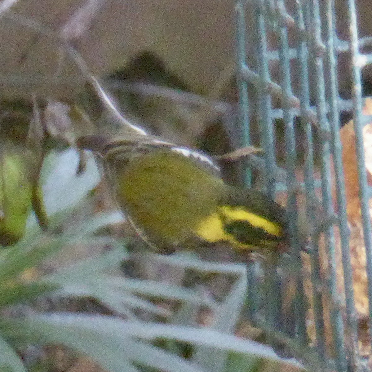 granparula - ML647159294