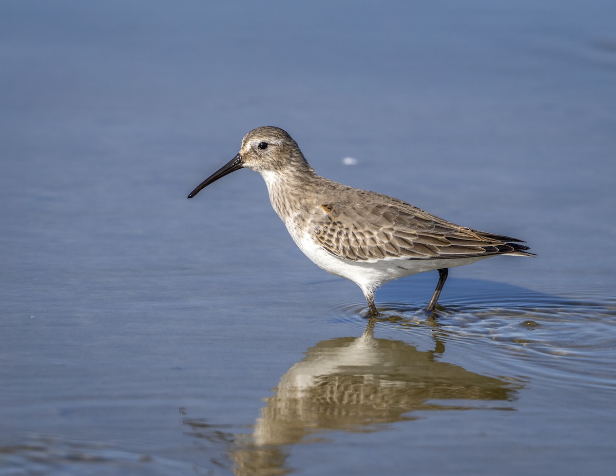 myrsnipe - ML647159295