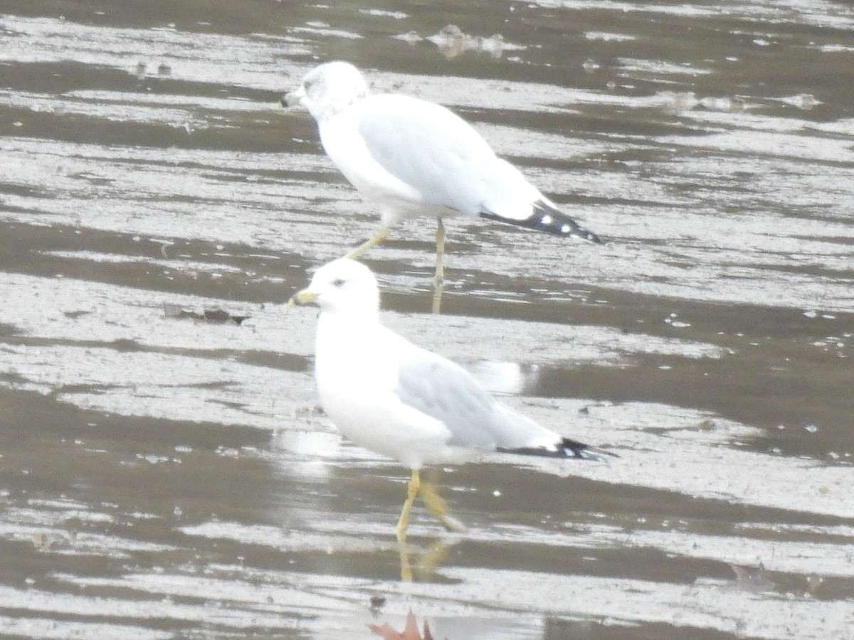 ringnebbmåke - ML647159298