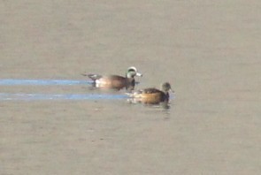 amerikablesand - ML647159301