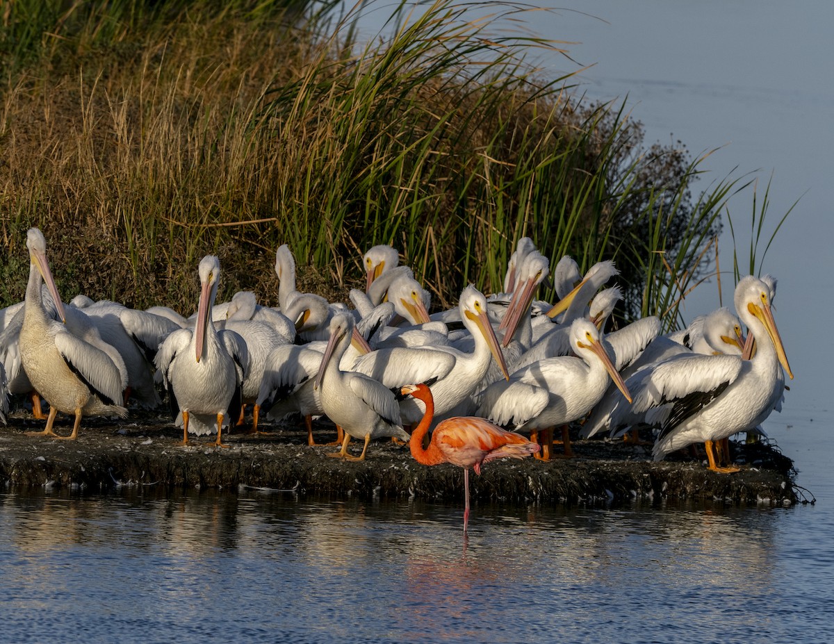 rødflamingo - ML647159302