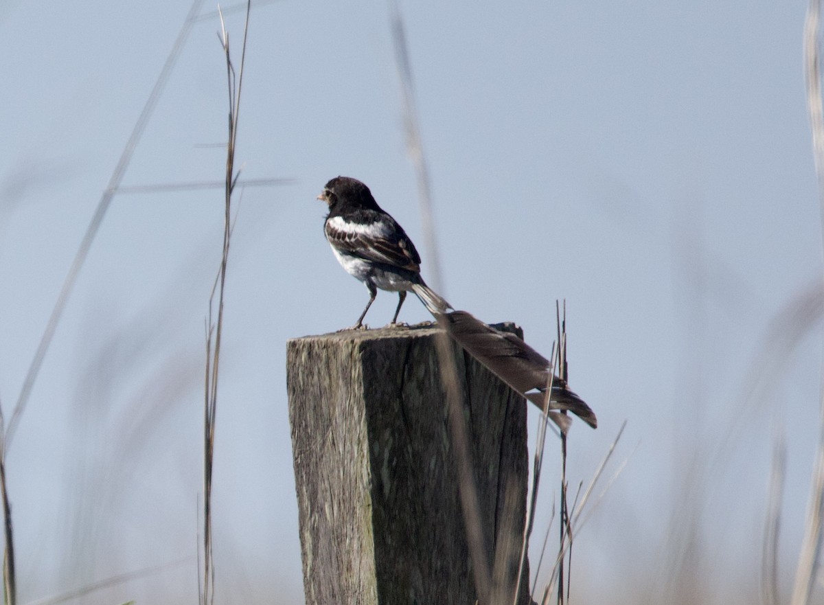 vimpeltyrann - ML647159303