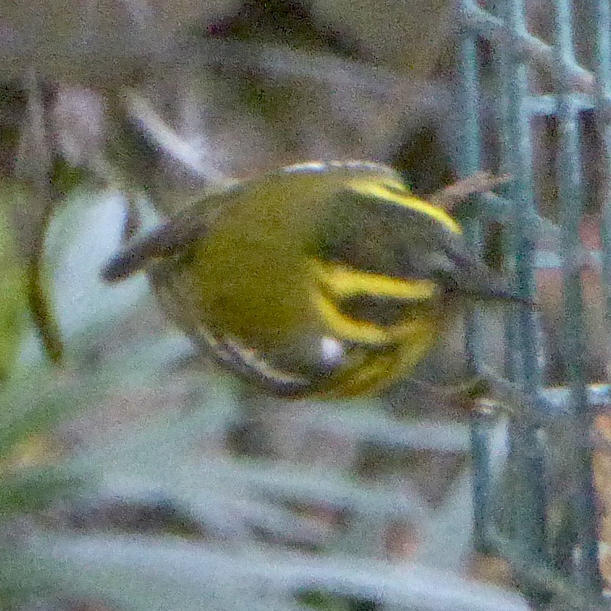 granparula - ML647159304