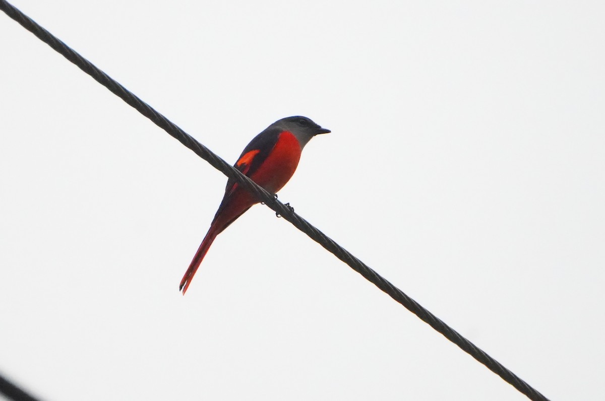 gråhakemønjefugl (solaris gr.) - ML647159305