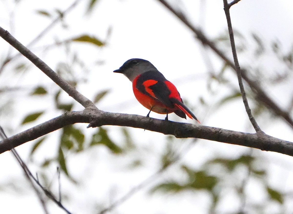 gråhakemønjefugl (solaris gr.) - ML647159307