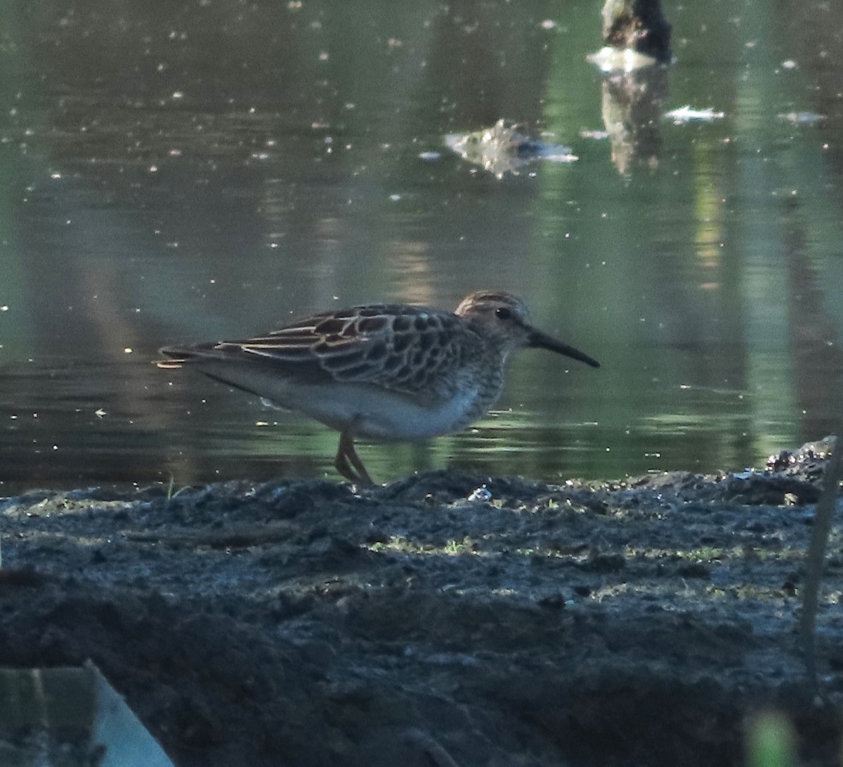 Побережник арктичний - ML647159329