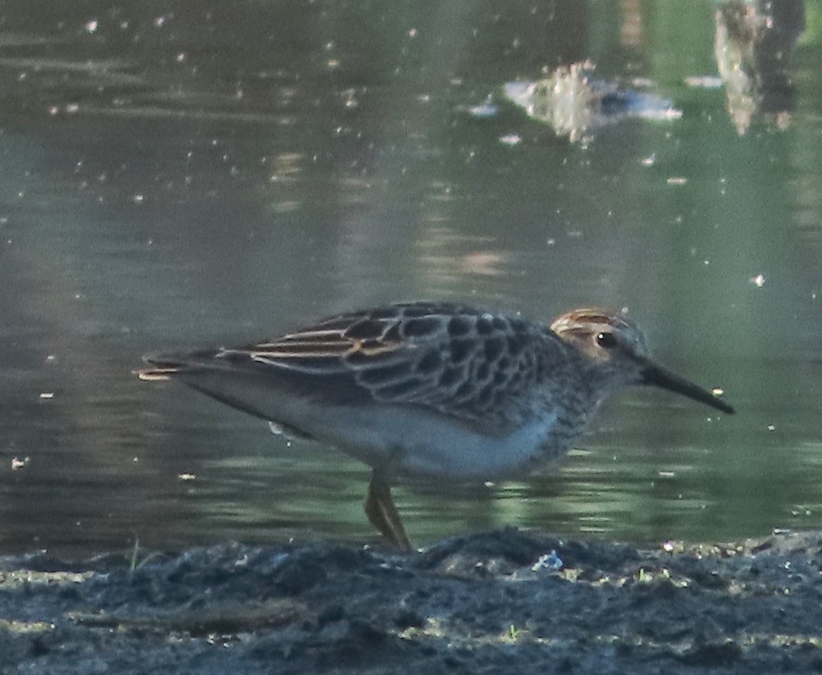 Побережник арктичний - ML647159330