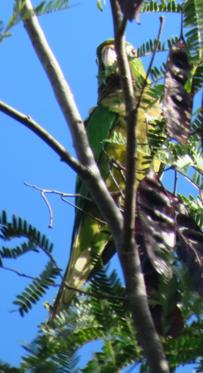 Olive-throated Parakeet - ML647159333