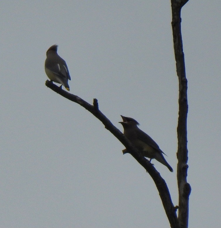 Cedar Waxwing - ML647159342