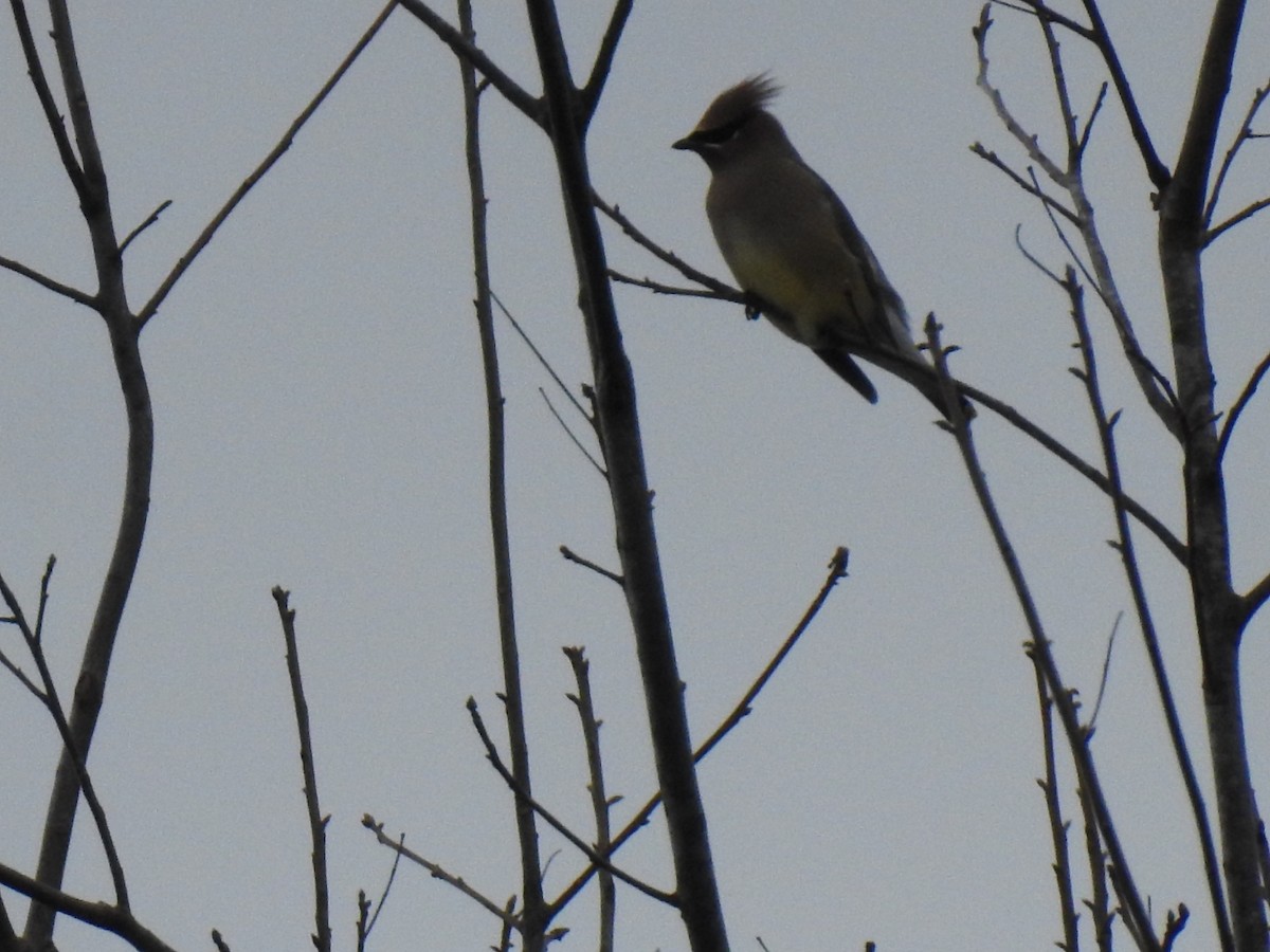 Cedar Waxwing - ML647159343