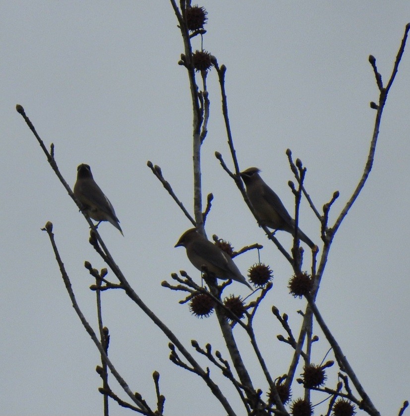 Cedar Waxwing - ML647159344
