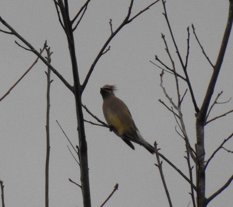 Cedar Waxwing - ML647159345