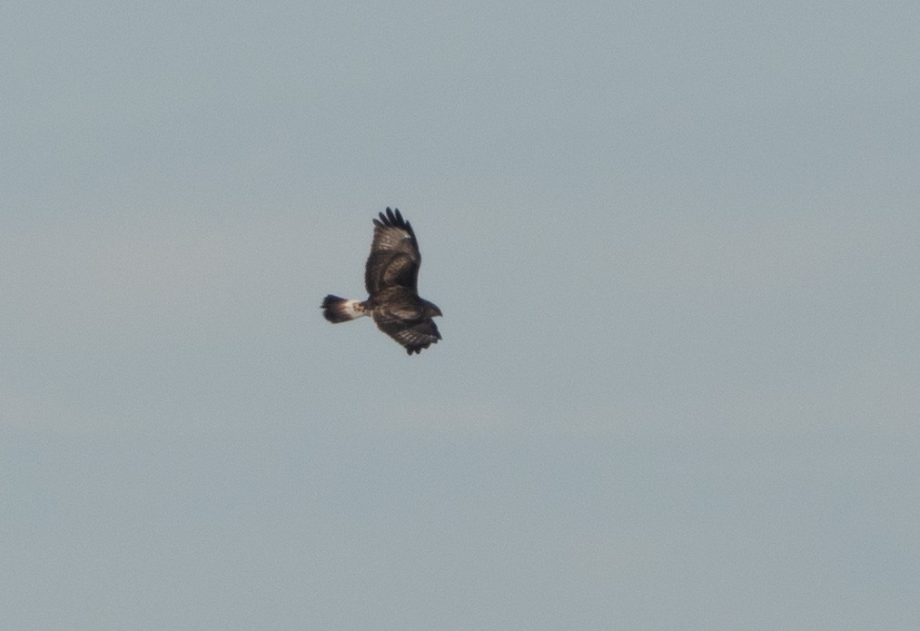 Rough-legged Hawk - ML647159347