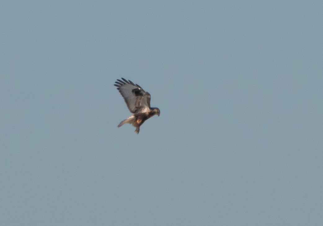 Rough-legged Hawk - ML647159354