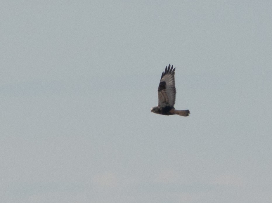 Rough-legged Hawk - ML647159359