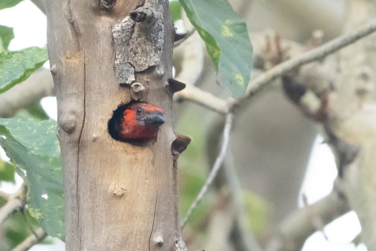 Kara Kolyeli Barbet - ML647159366