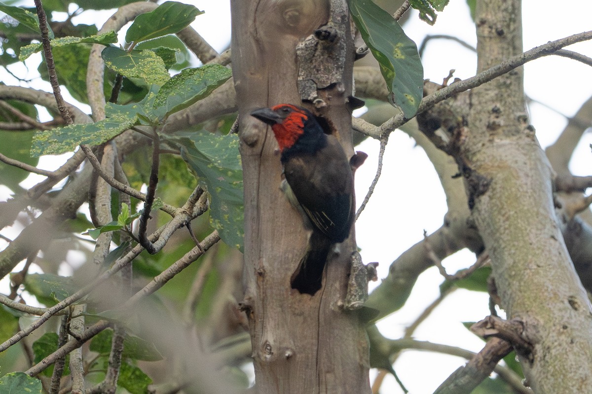 Kara Kolyeli Barbet - ML647159367