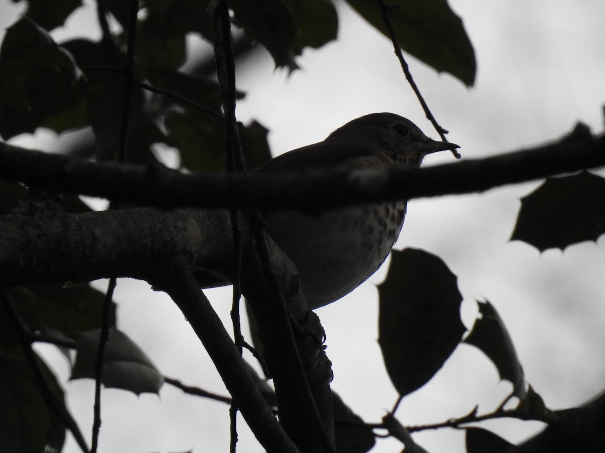 Hermit Thrush - ML647159368